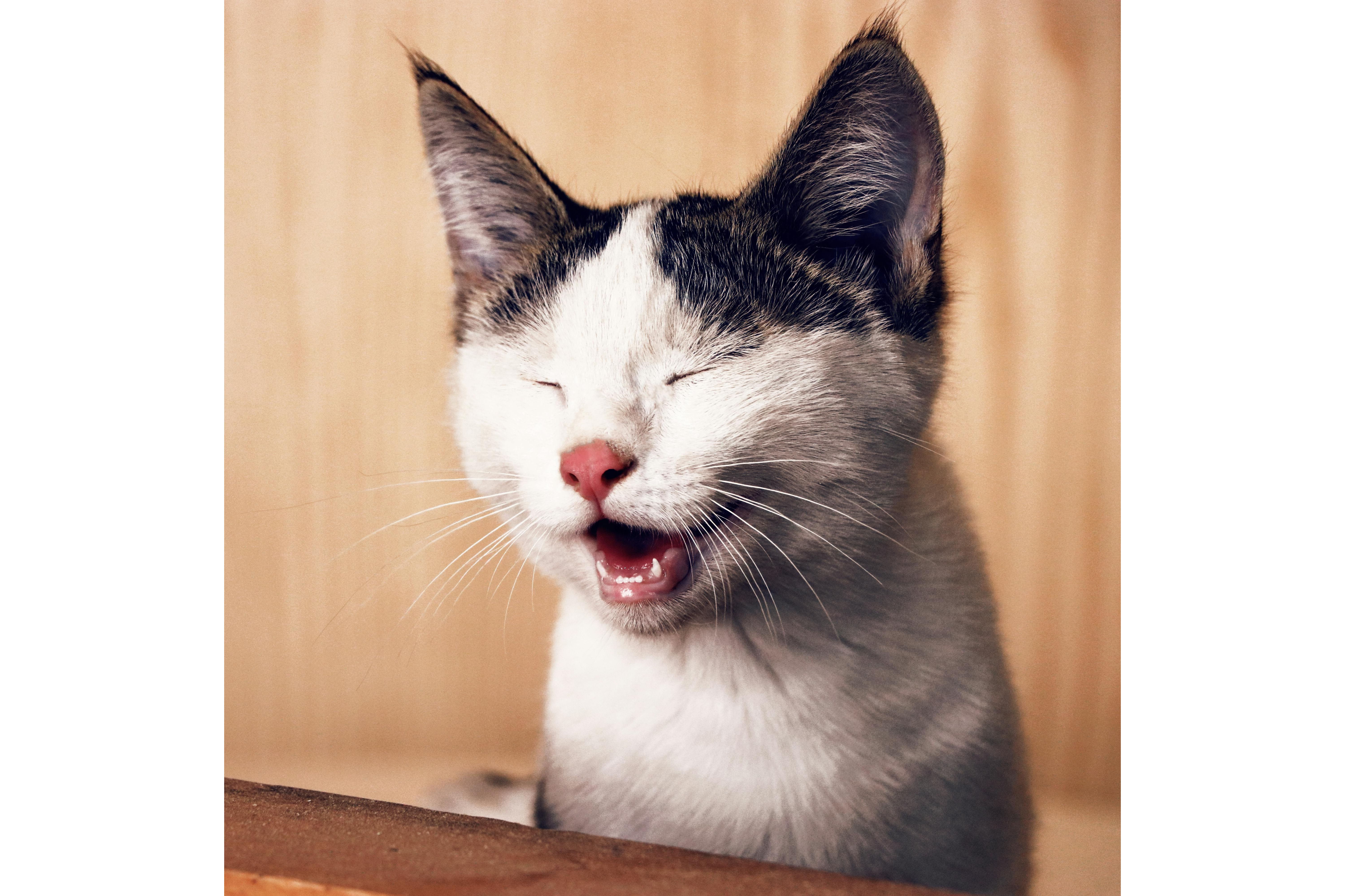 Si tu gato sale a la calle, cuida que no regrese con pulgas. Foto: Pexels/ Amir Ghoorchiani