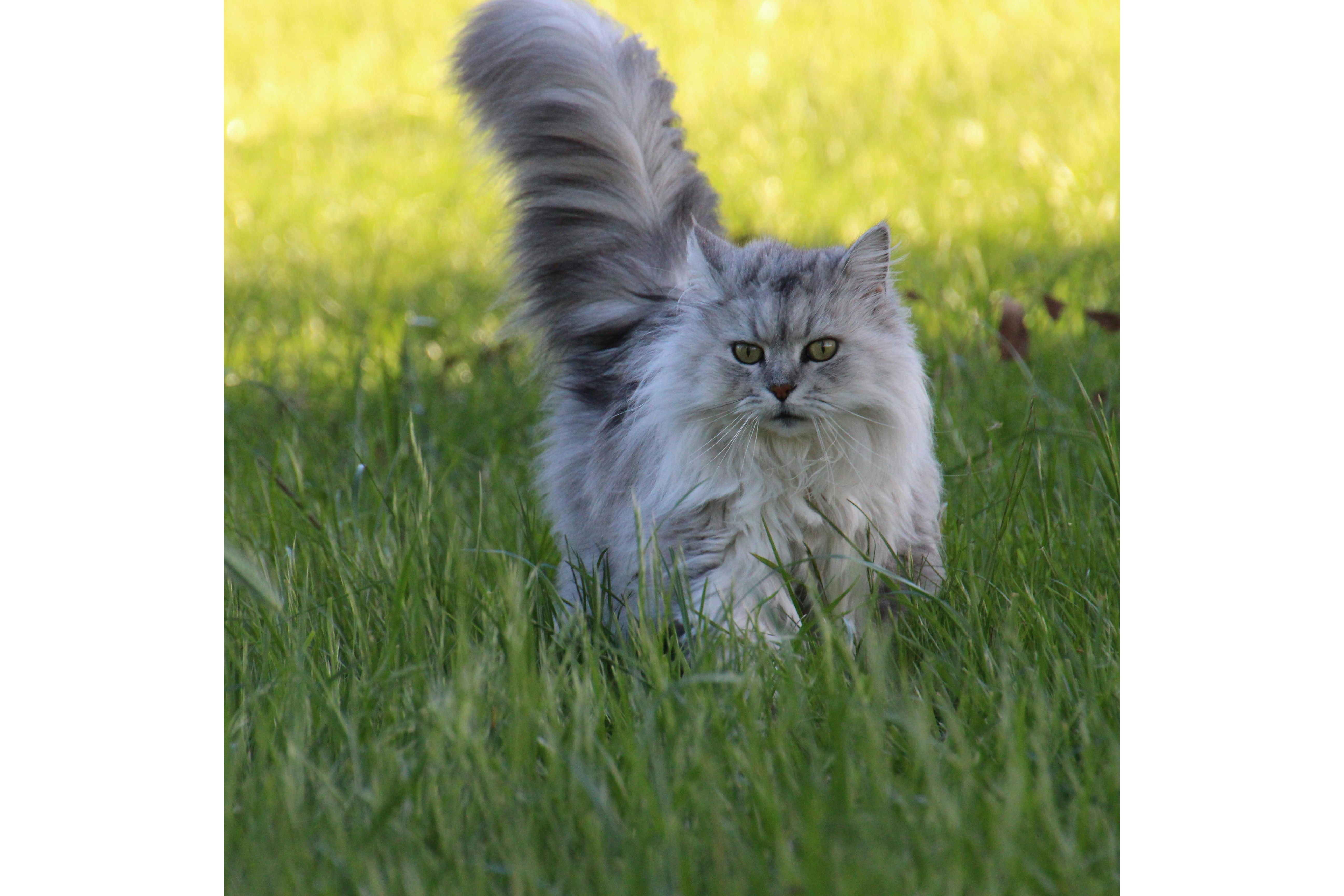 Los gatos tienen la capacidad de aterrizar en cuatro patas. Foto: Pexels/ Lynn Elder