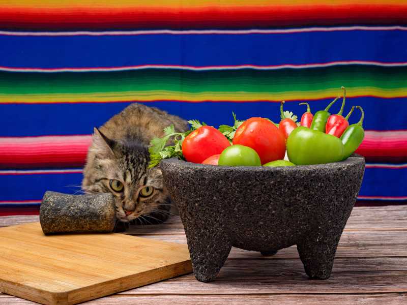 Gato viendo molcajete con tomates. Foto: Envato/sandorfotografia