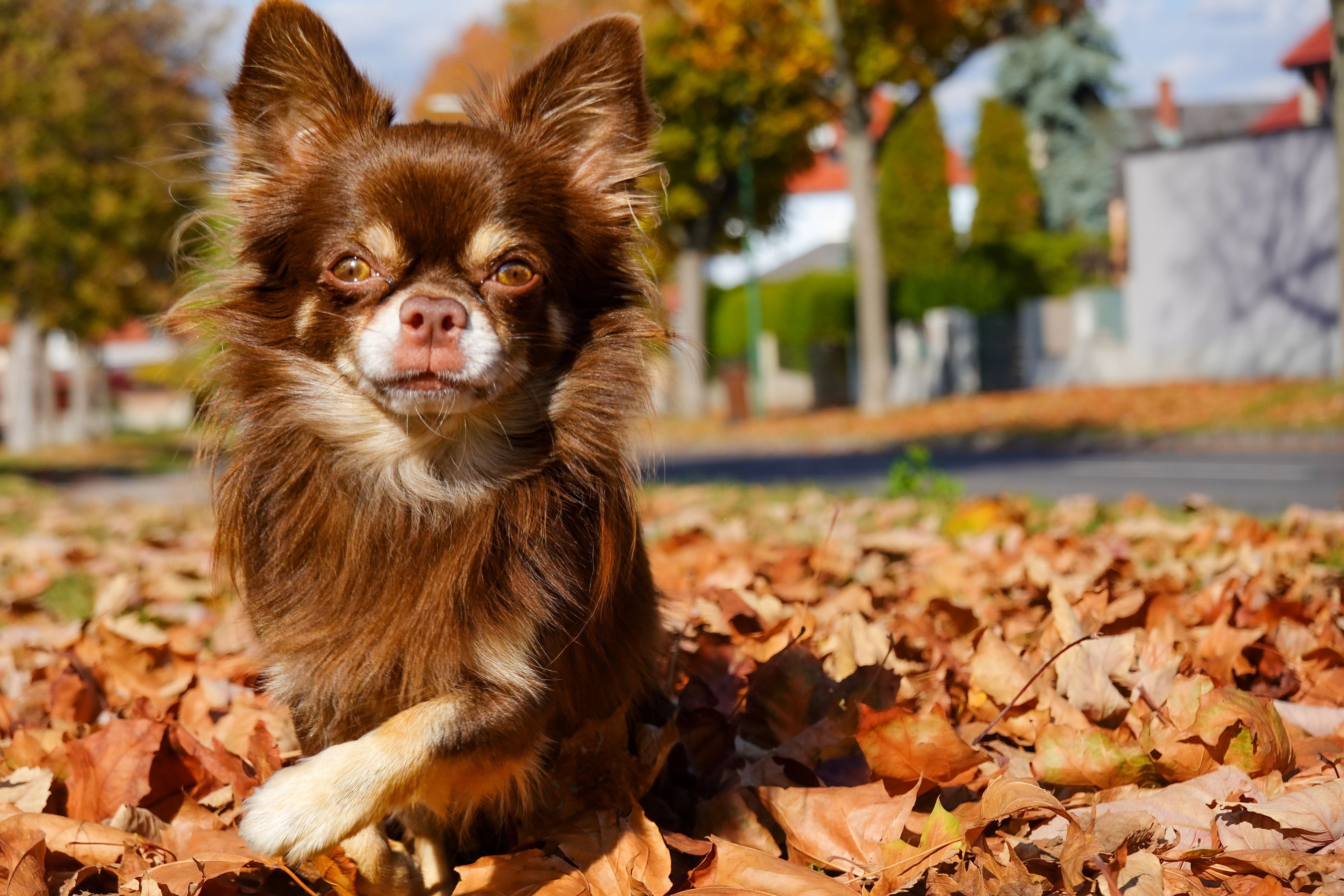 5 razas de perros pequeños y peludos