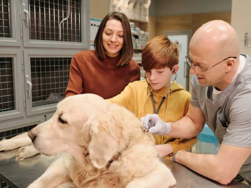 niño en el veterinario con su perro de terapia asistida. Foto: Envato/Pressmaster
