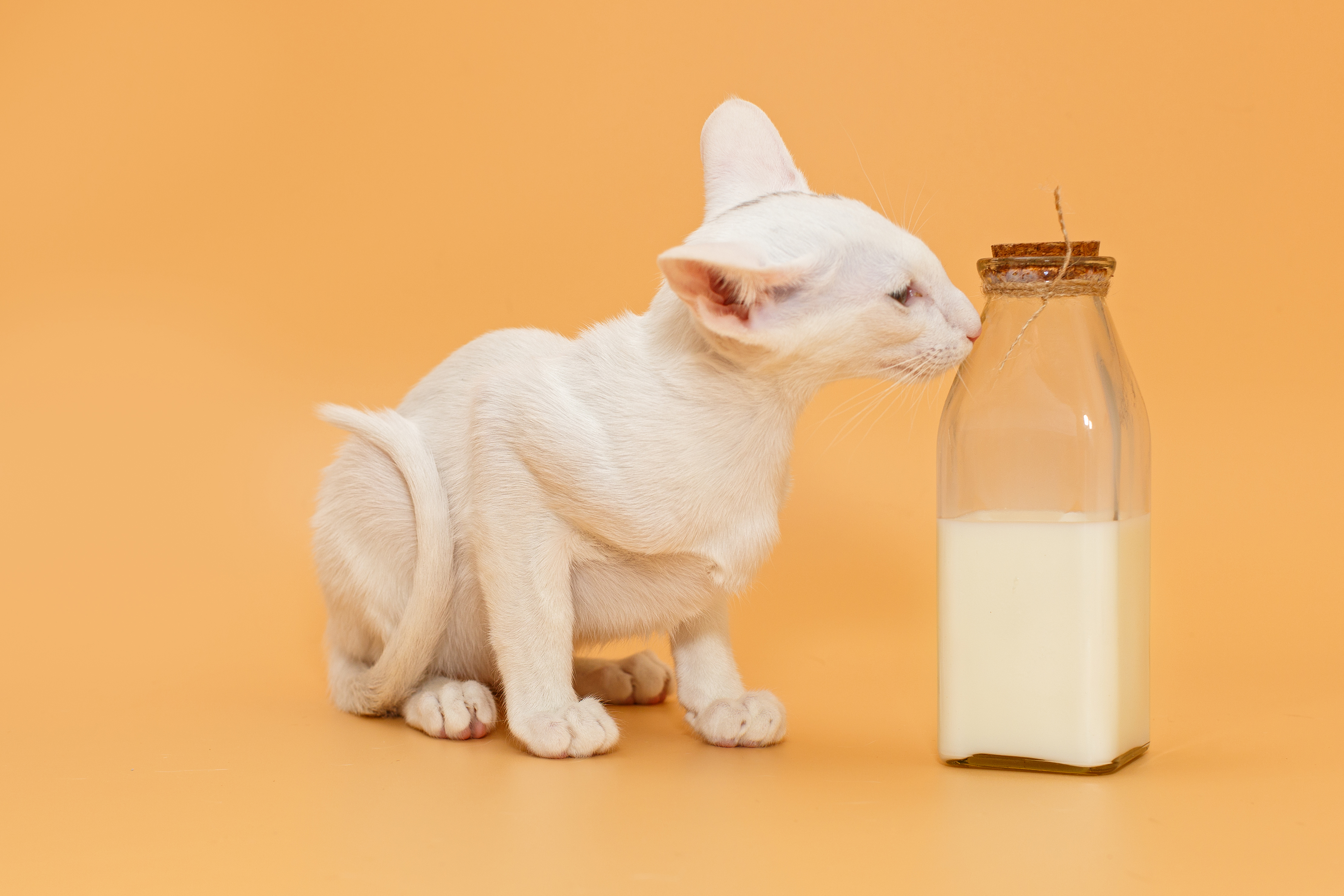 Leche para gatitos