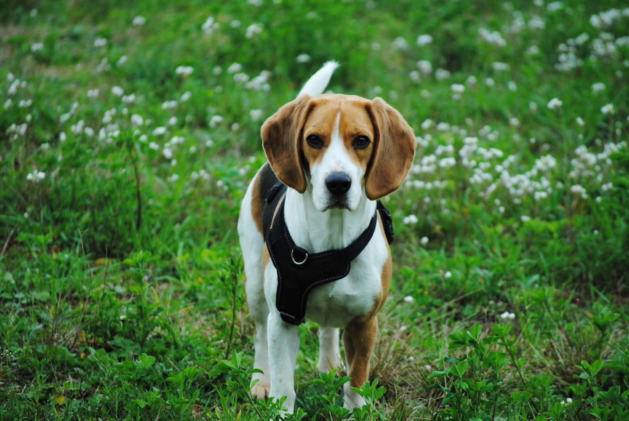 beagle usando guia