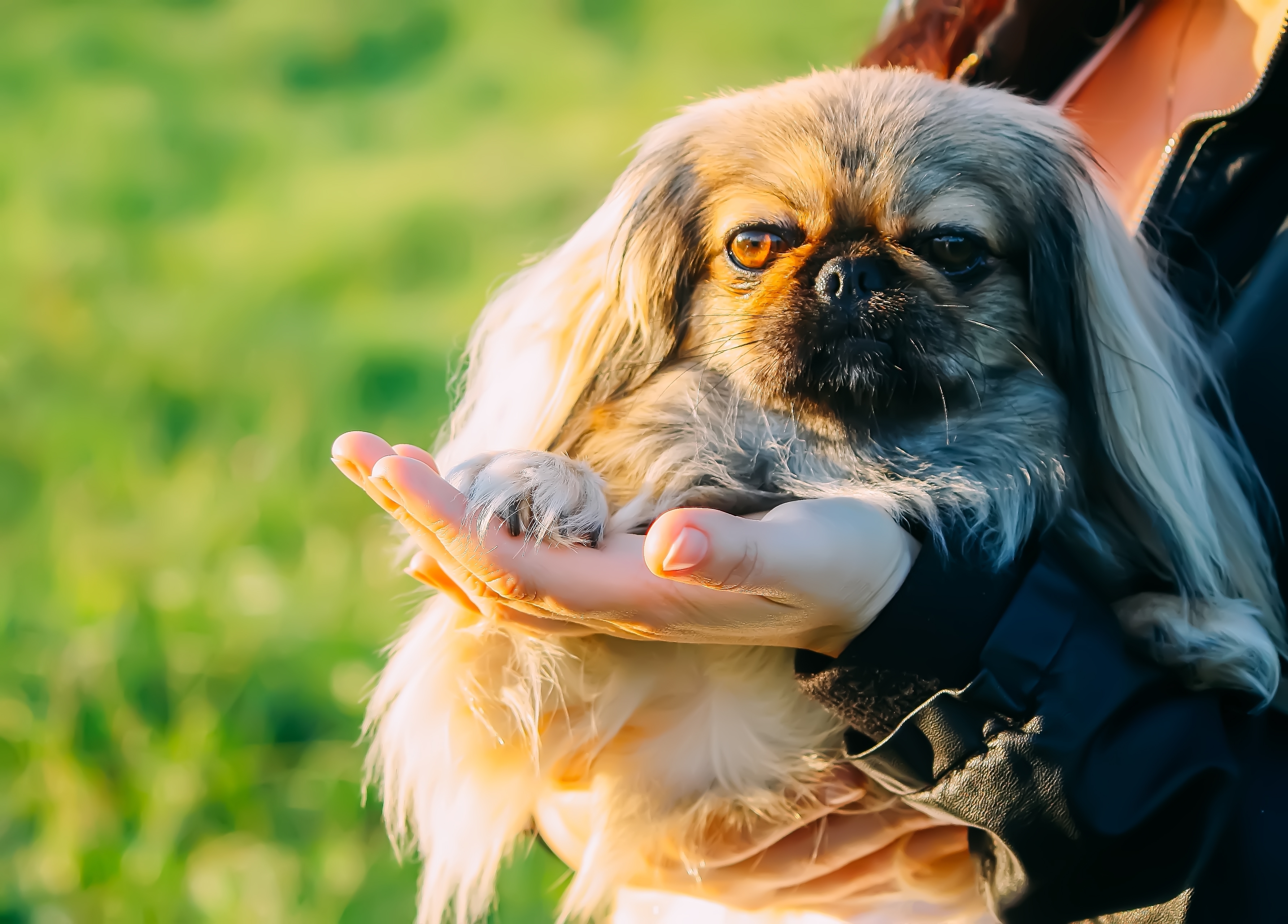 5 razas de perros pequeños y peludos