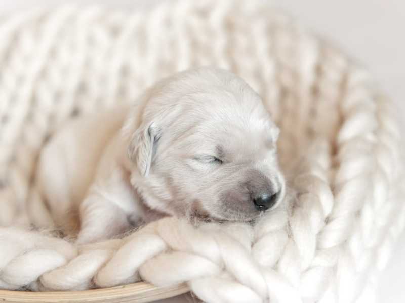 cachorro recién nacido con los ojos cerrados. Foto: Envato/tan4ikk