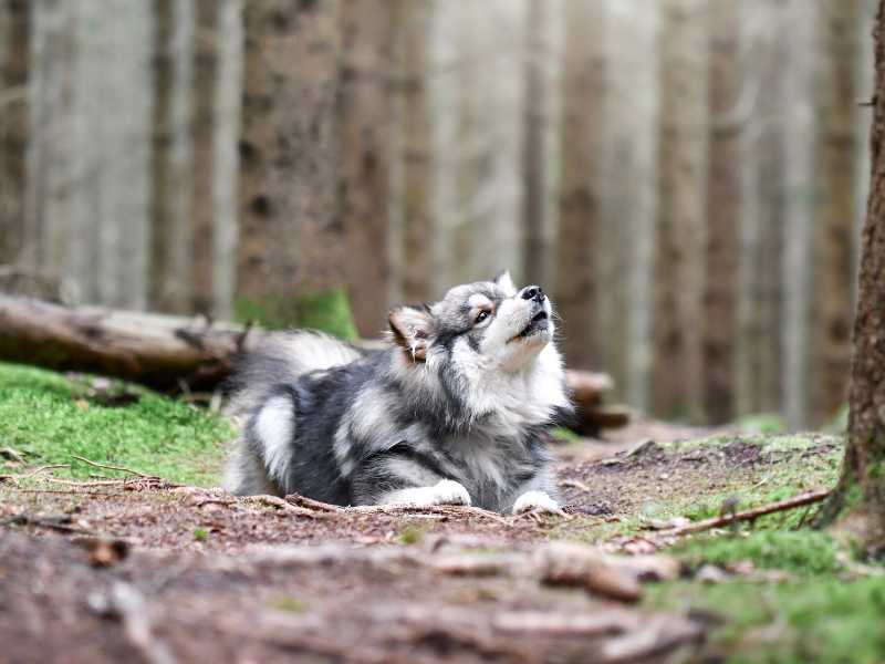 Perro aullando en el bosque. Foto: Envato/lindaze