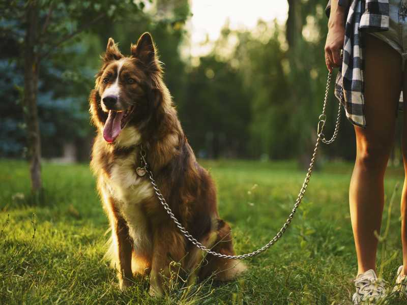 perro border collie paseando. Foto: Envato/FabrikaPhoto