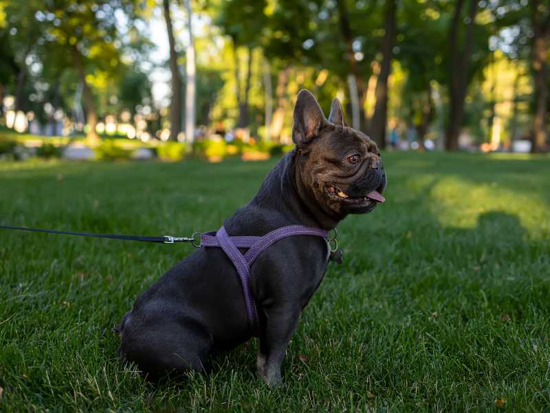perro bulldog con pechera en el parque. Foto: Envato/romanchoknadii
