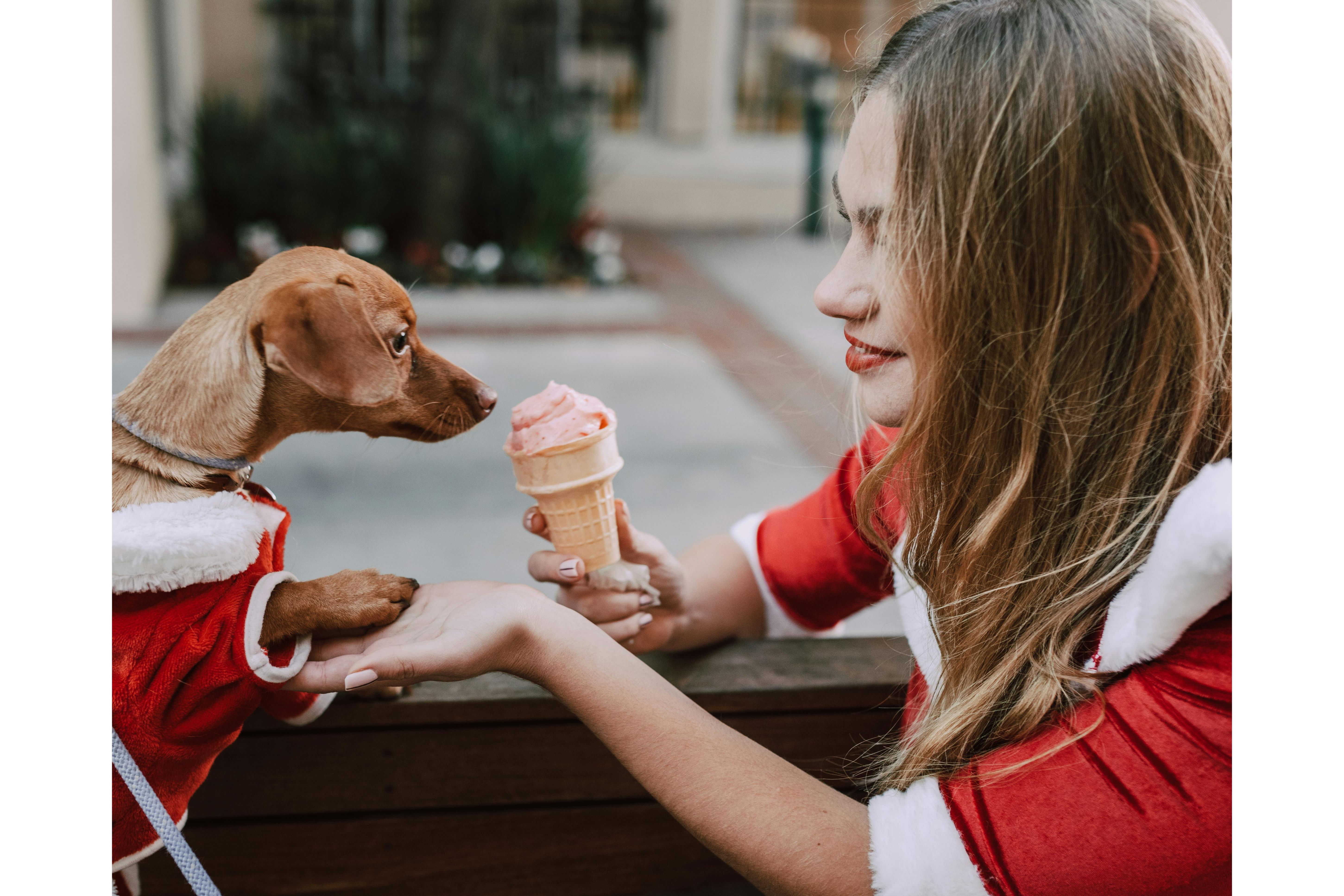Perrito comiendo helado. Foto: Pexels/RDNE Stock project