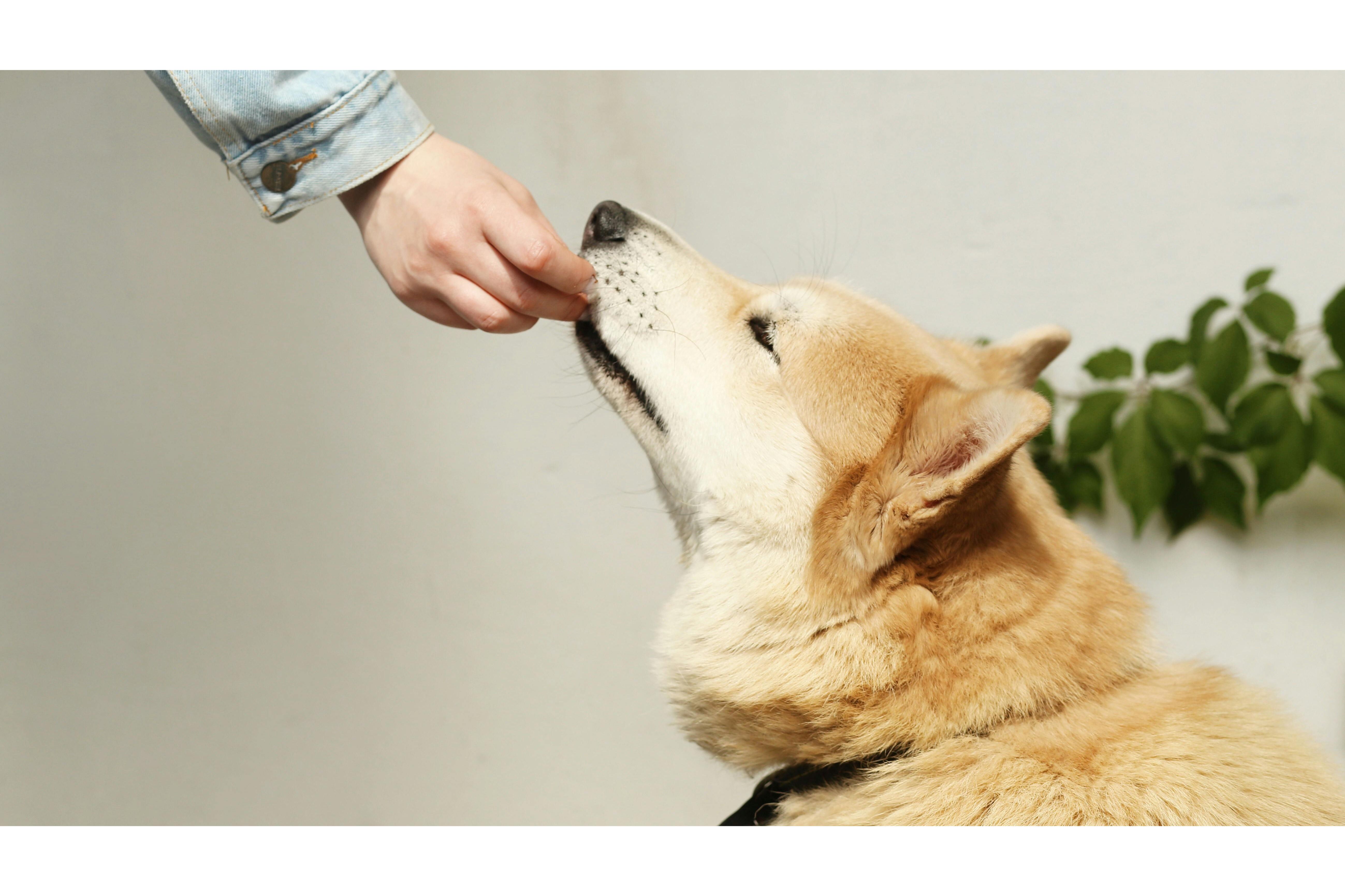 Perro comiendo de la mano de su dueña. Foto: Pexels/cottonbro studio
