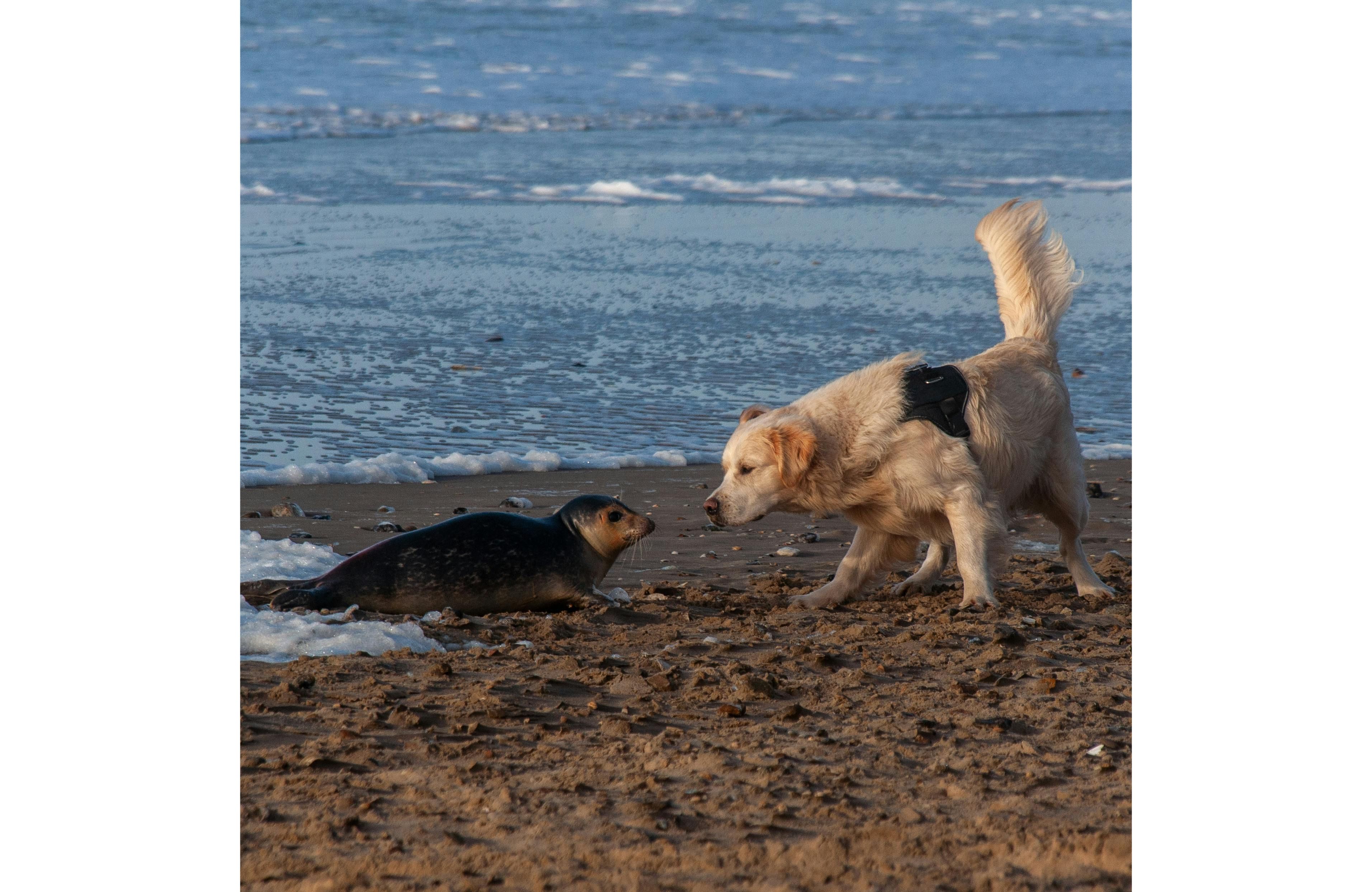 Perrito conviviendo con una foca. Foto: Pexels/wal_ 172619