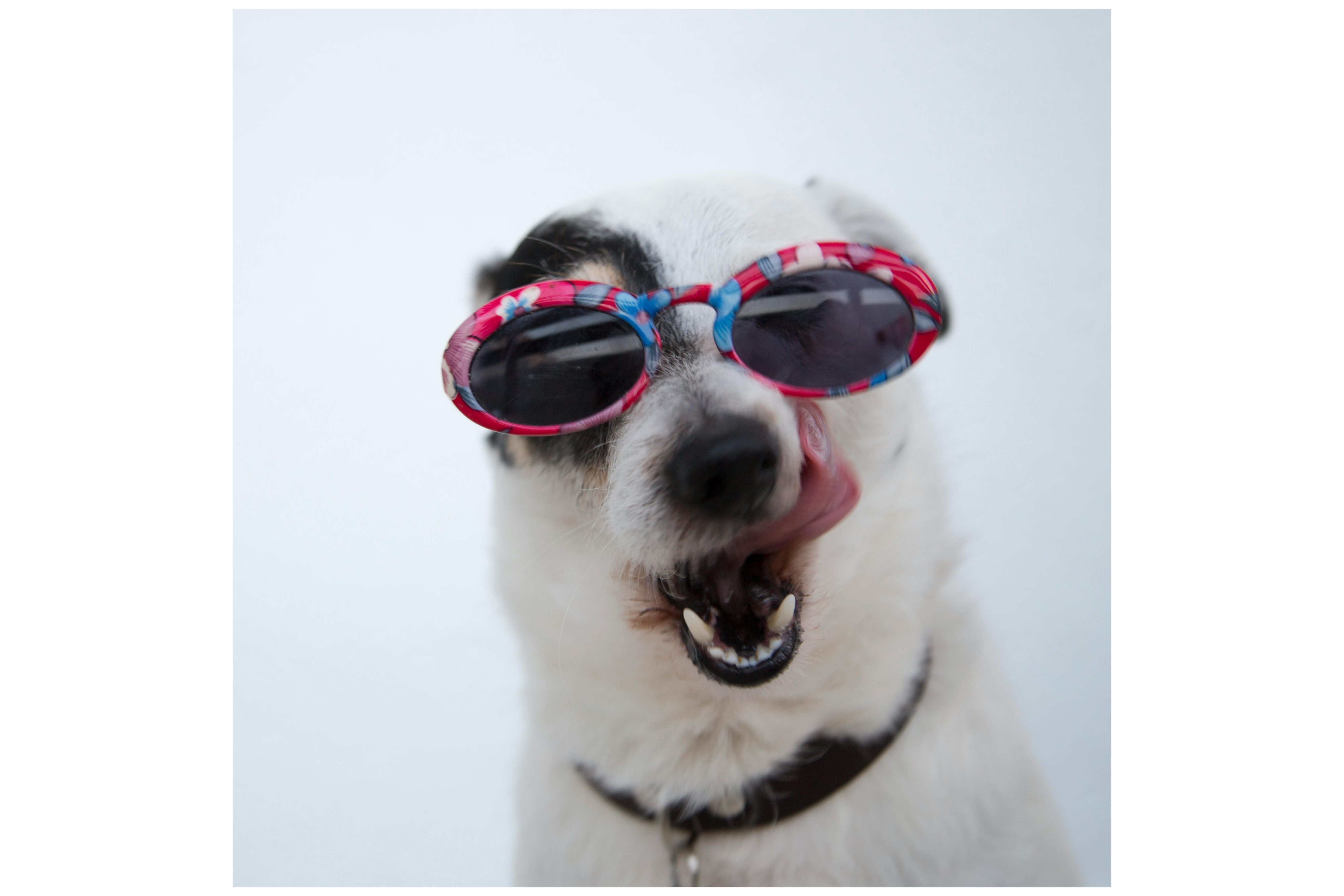 Perro con lengua de fuera. Foto: Pexels/cottonbro studio