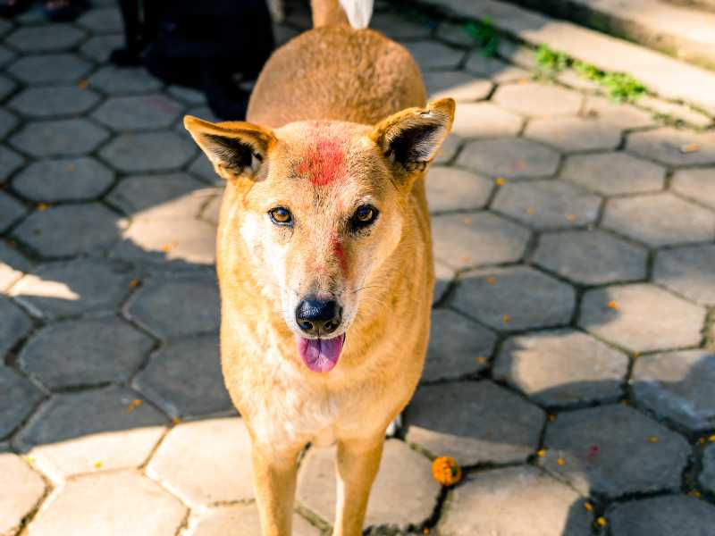 perro con marca en la frente. Foto: Envato/travellersnep
