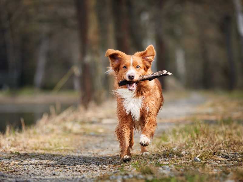perro corriendo con su rama. Foto: Envato/ Chalabala