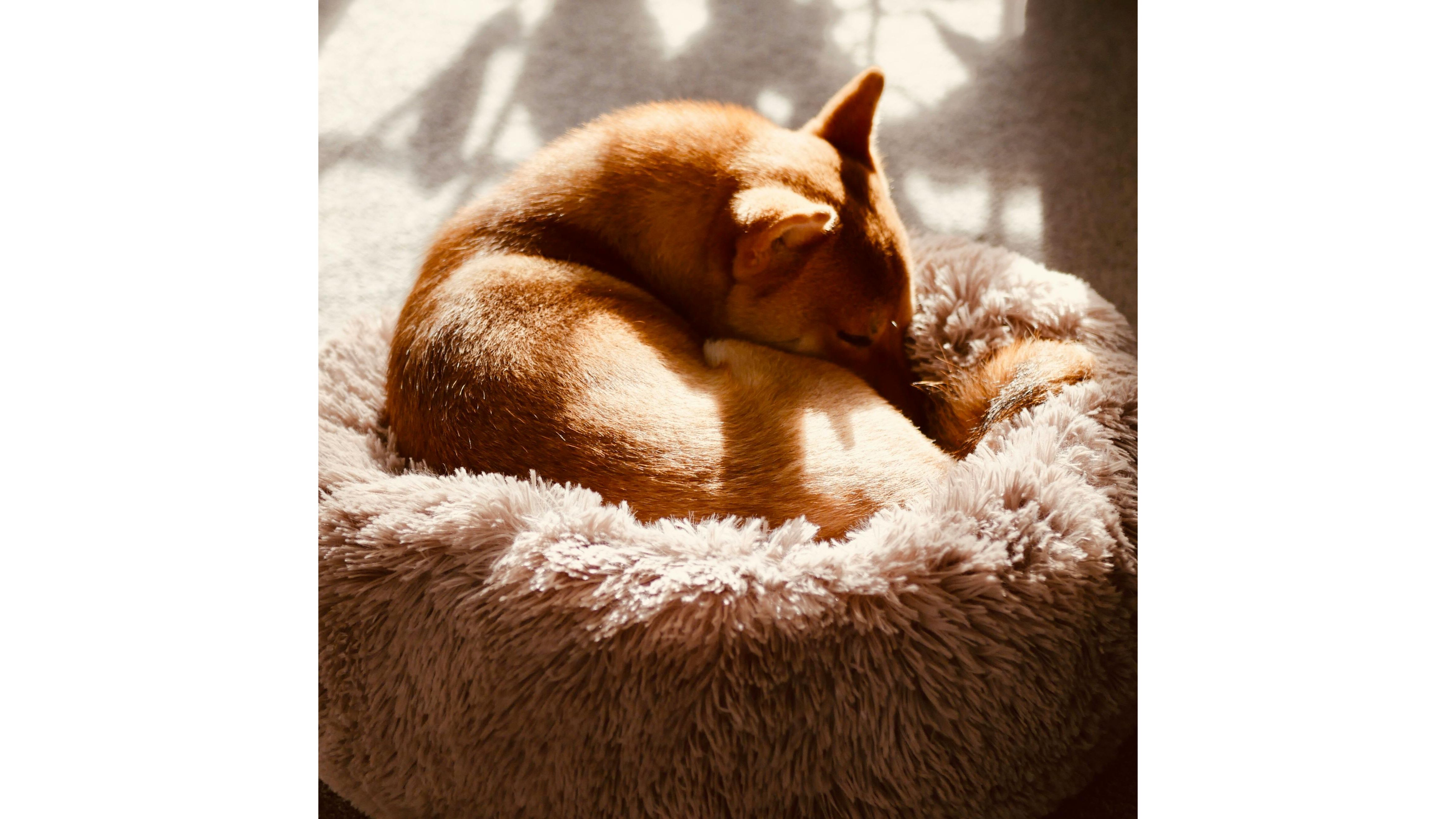 Perro dormido en forma de dona. Foto:Pexels/Stephen Am