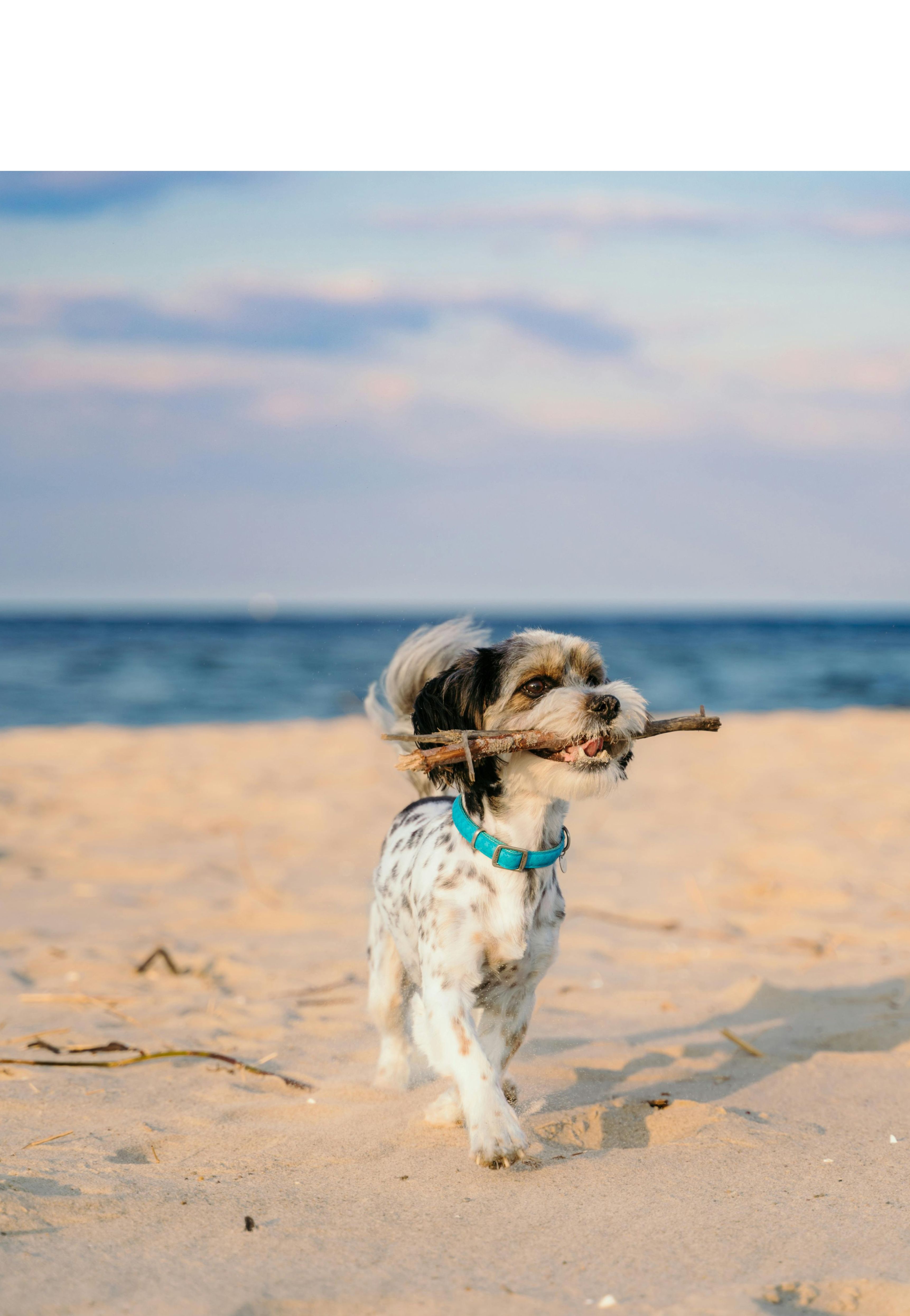 Perro jugando en la arena con una rama. Foto: Pexels/Damian Barczak