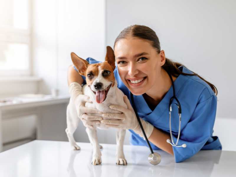 perro feliz en el veterinario. Foto: Envato/Prostock-studio