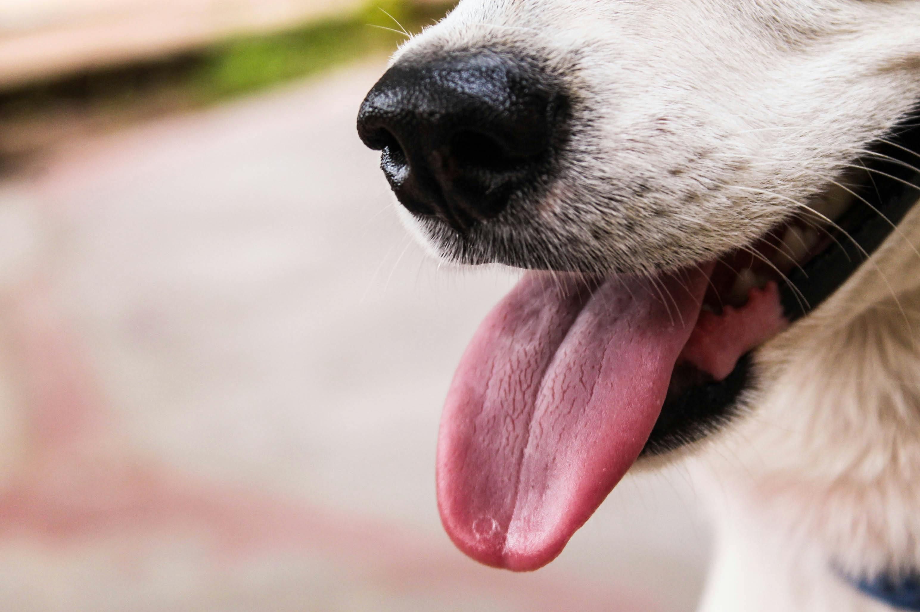 Perro con la lengua de fuera. Foto: Pexels/ Sibi Mathew