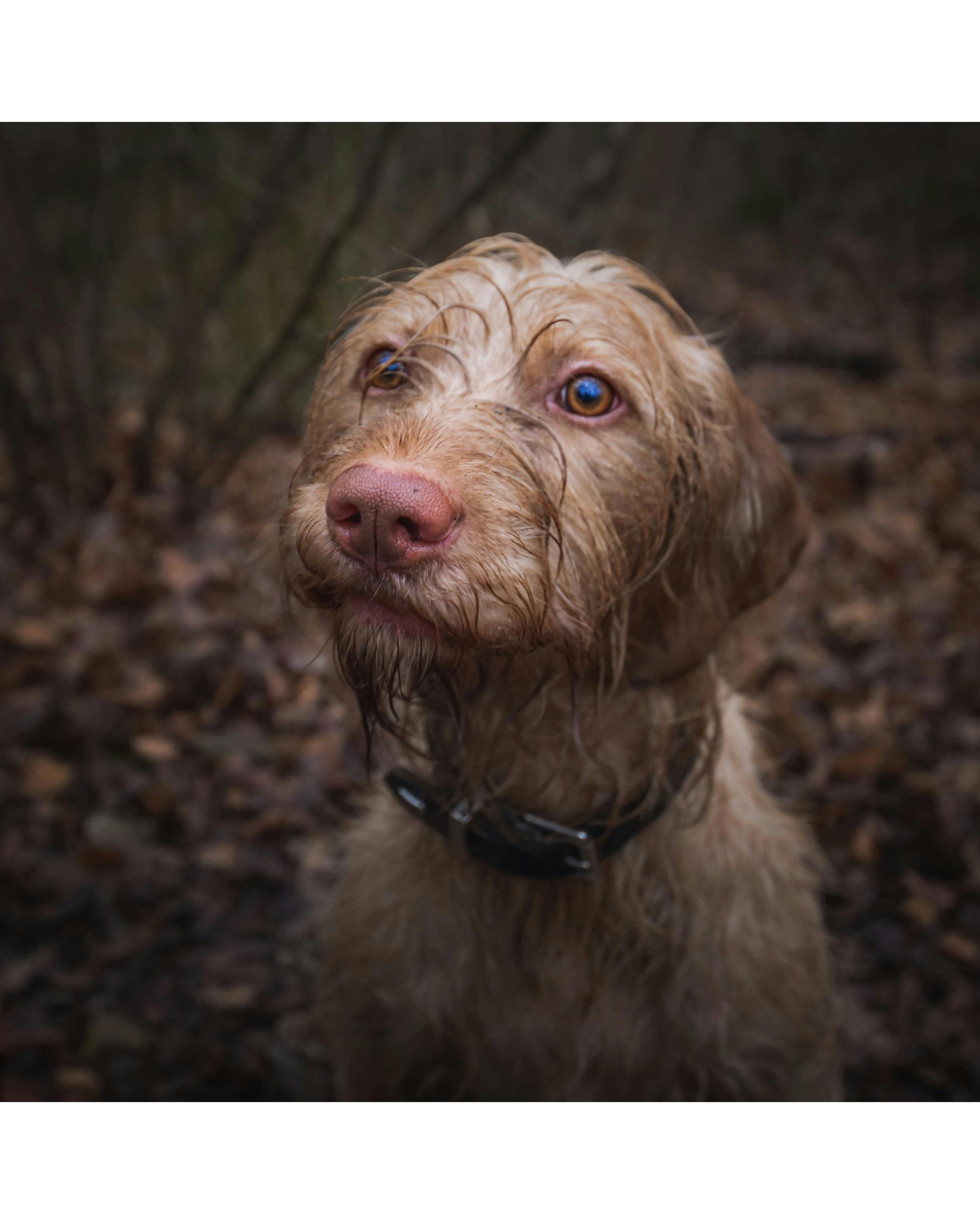 Perro mojado por la lluvia. Foto: Pexels/Andreas Schnabl