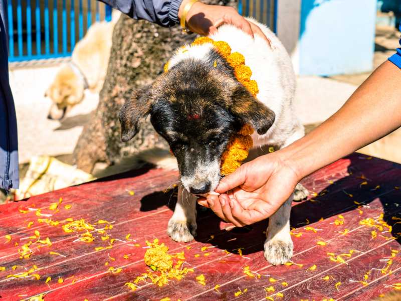 perro recibiendo comida festival kukur tihat. Foto: Envato/travellersnep