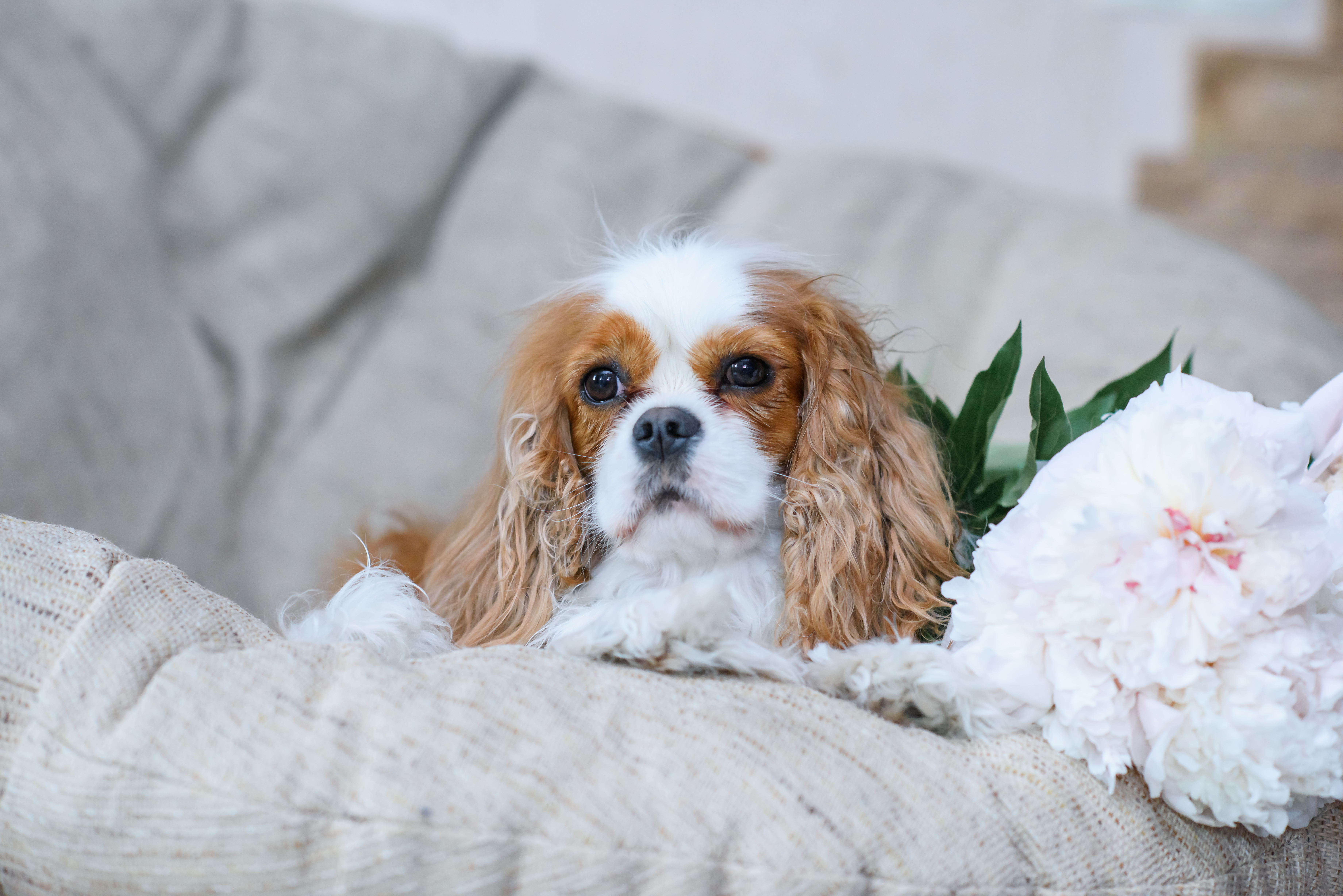 Cocker spaniel americano