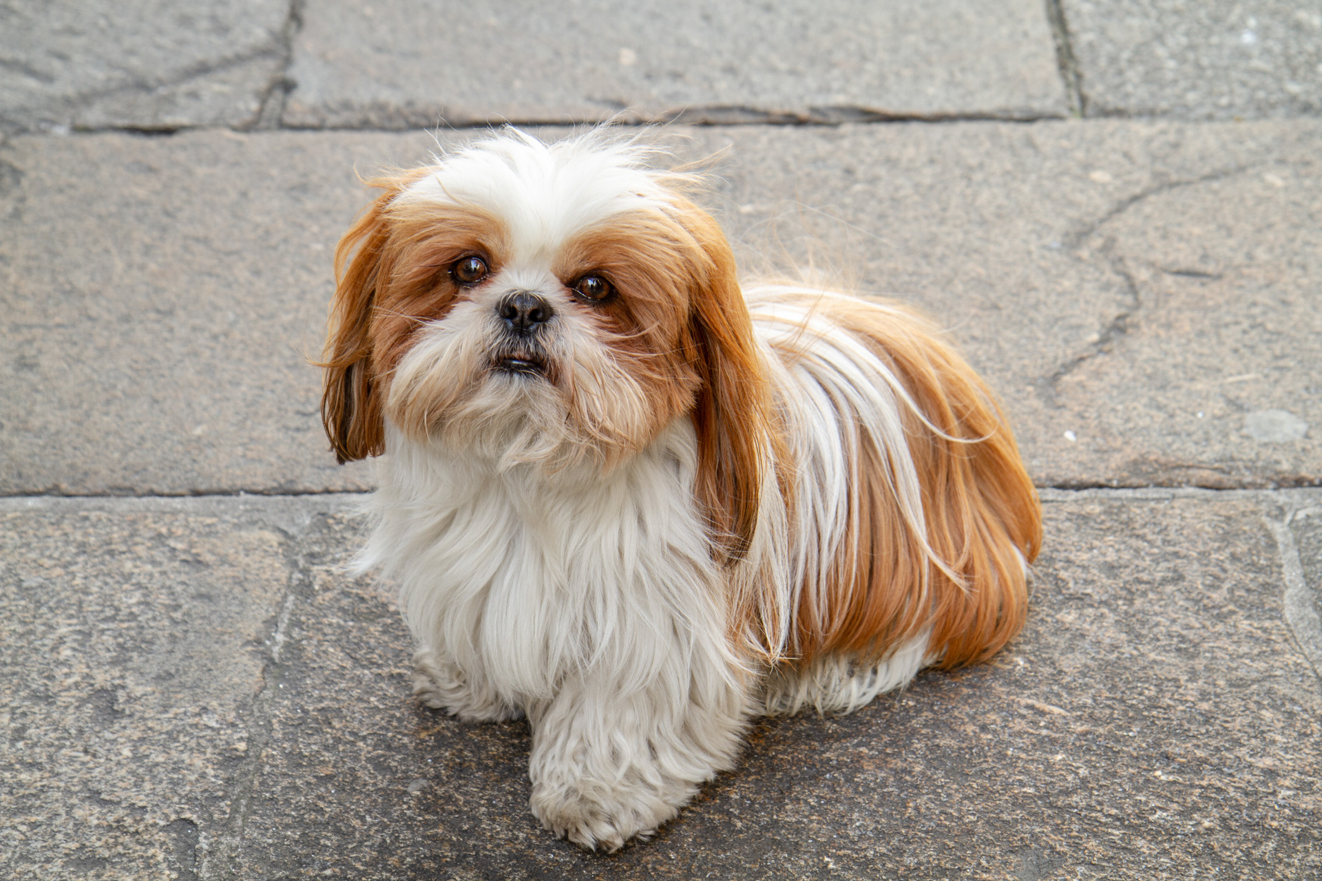 10 razas de perros pequeños y peludos