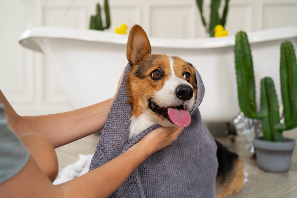 secando cachorro pós banho