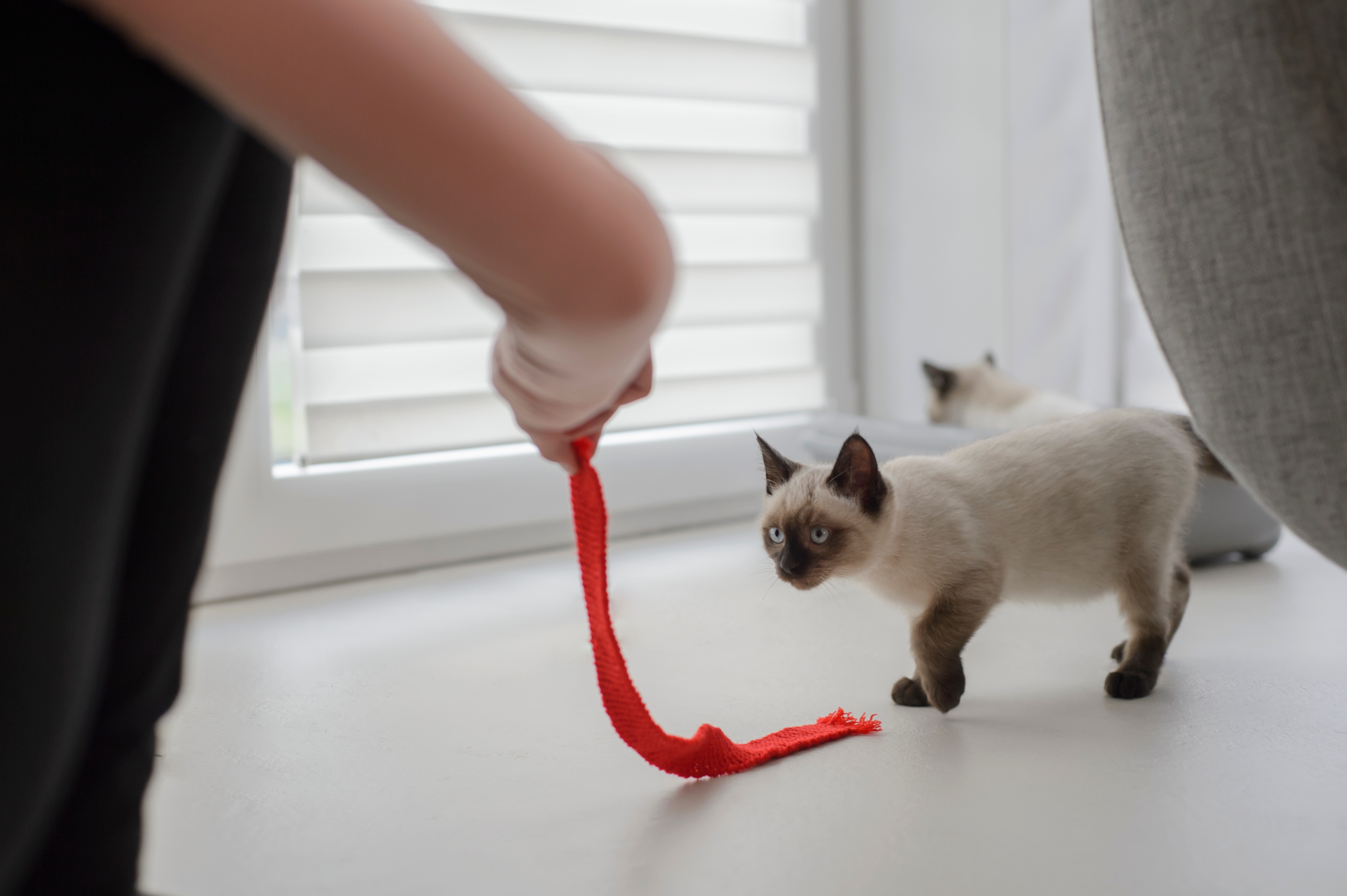 Juguetes para gatos caseros 