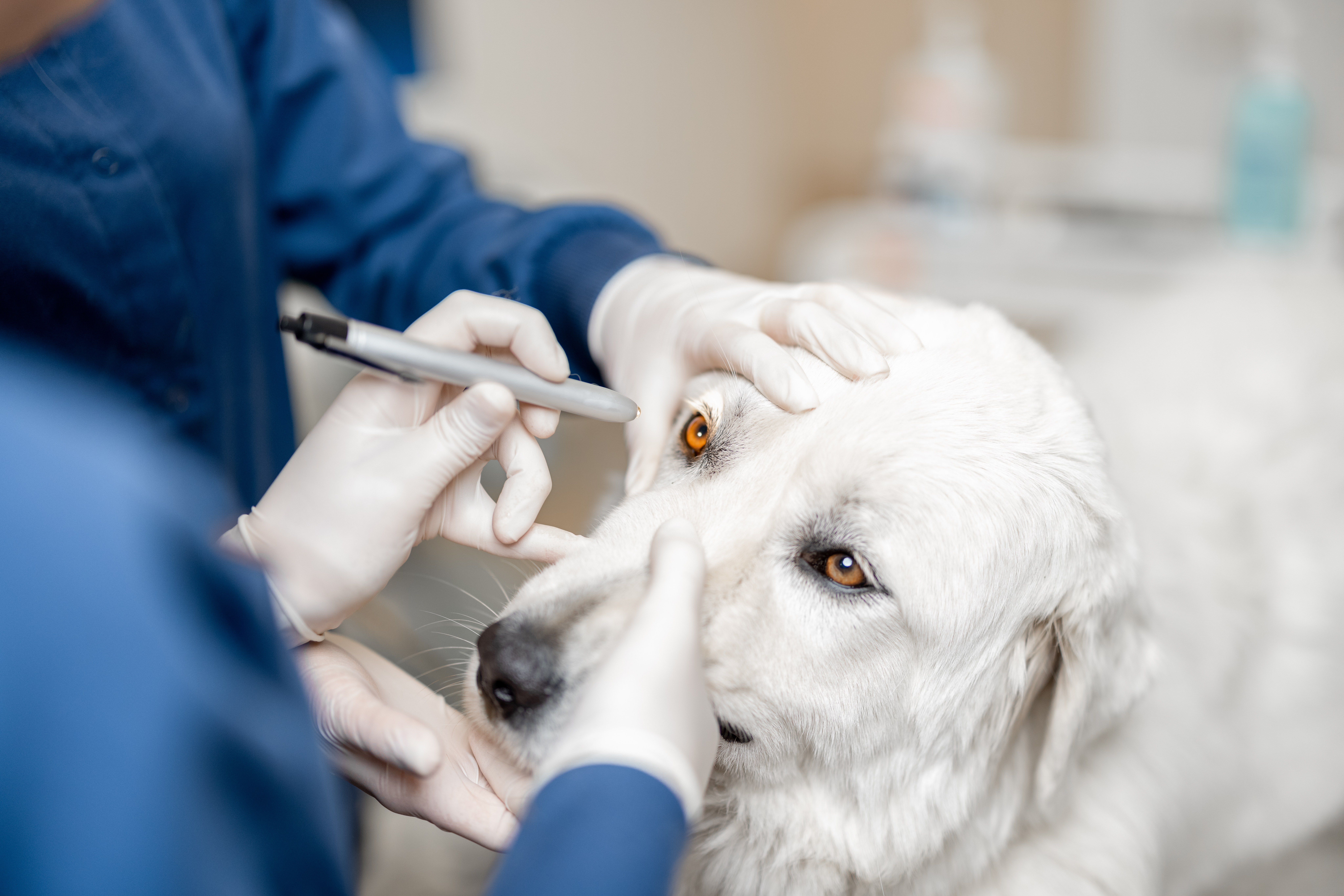 TVT en perros: causas y tratamiento