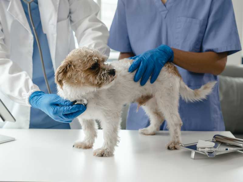 Veterinario revisando a un perro. Foto: Envato/chuemoonrin