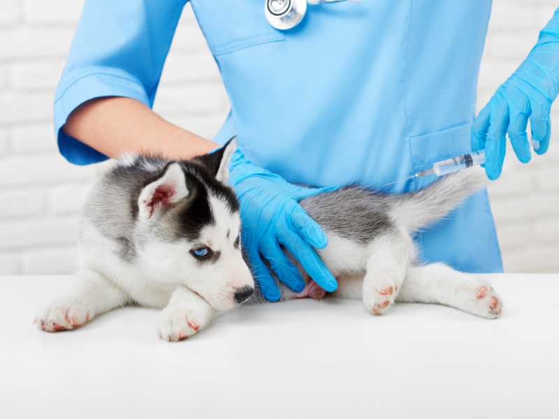 veterinario vacunando a cachorro. Foto: Envato/serhiibobyk