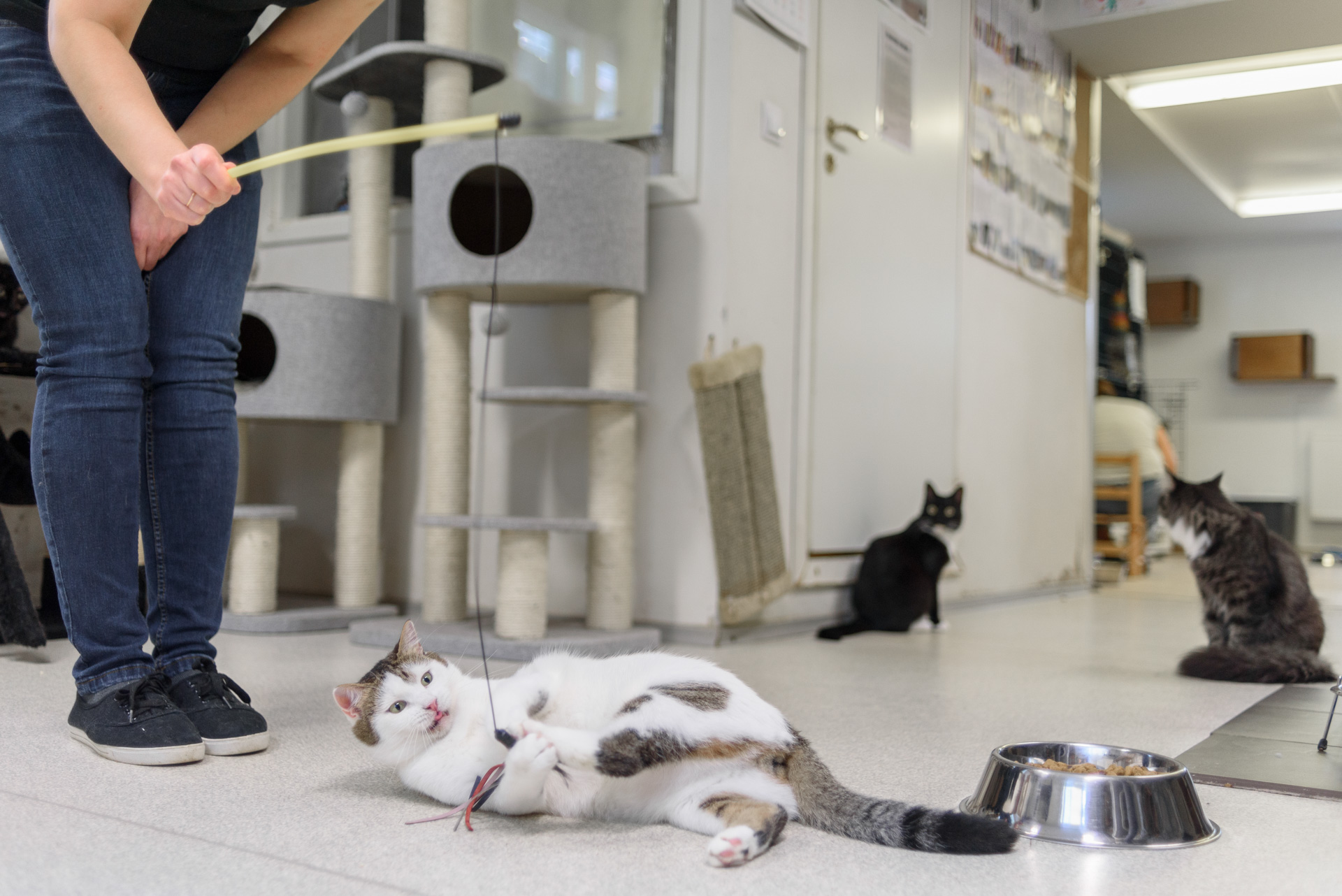 Juguetes para gatos caseros 