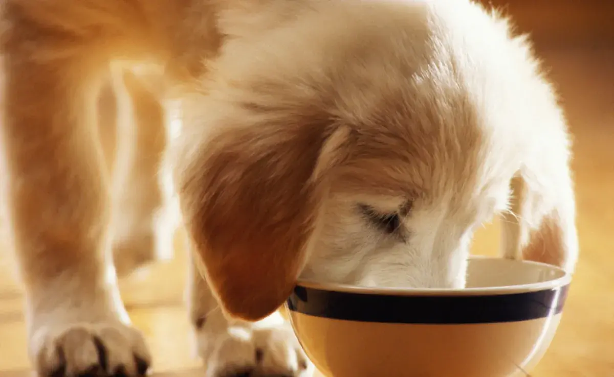 Sepa cuántas veces hay que dar de comer al cachorro al día