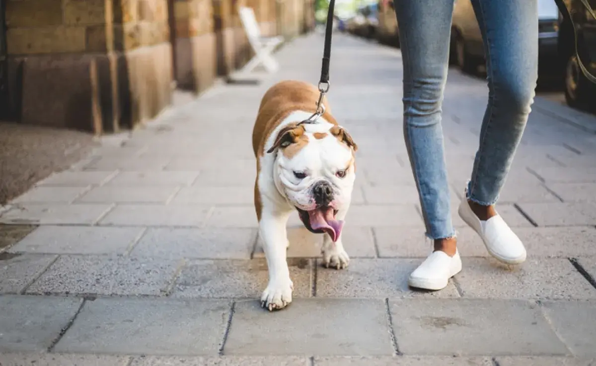 El cachorro no puede salir a la calle hasta que haya recibido todas las vacunas obligatorias