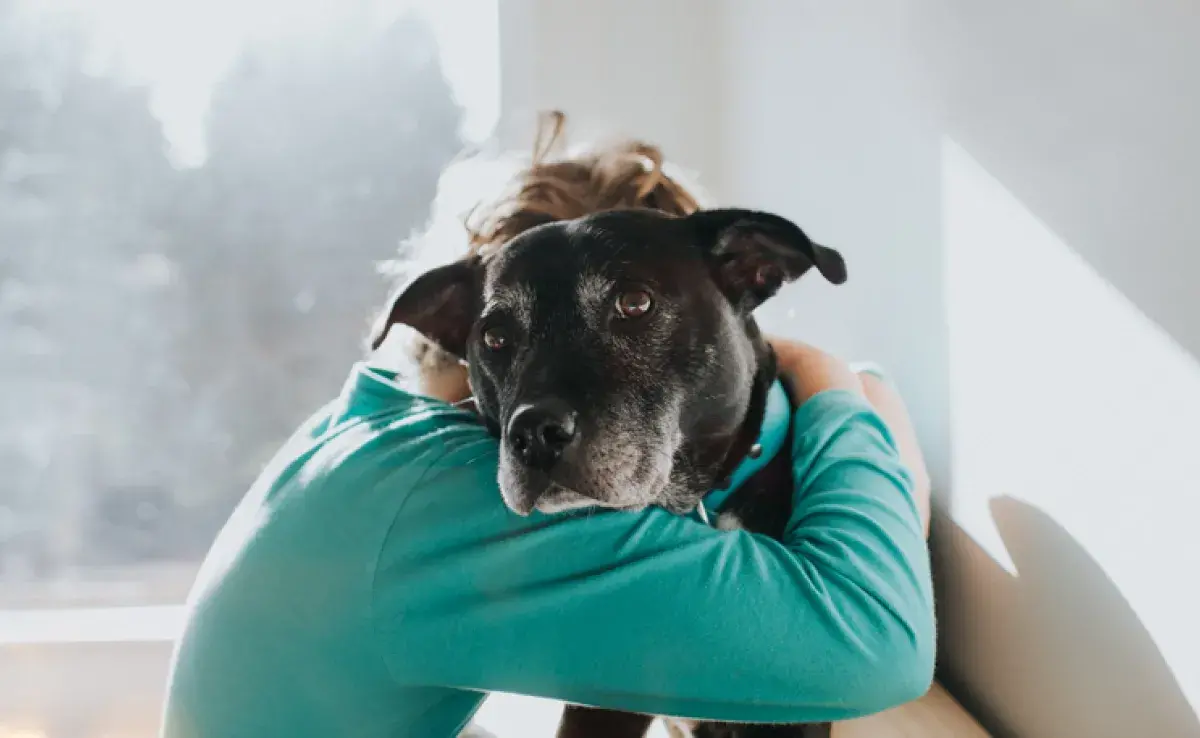  Donar un perro no es una tarea fácil, por lo que es muy importante saber cómo hacerlo