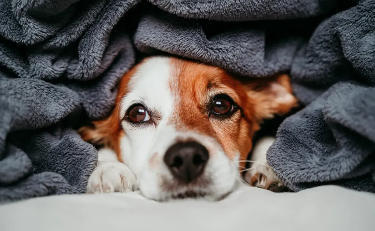 En invierno y en tiempos más fríos es común que el perro se engripe