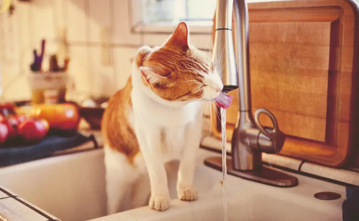 Que tu gato beba demasiada agua puede indicar algún problema de salud. Esté atento