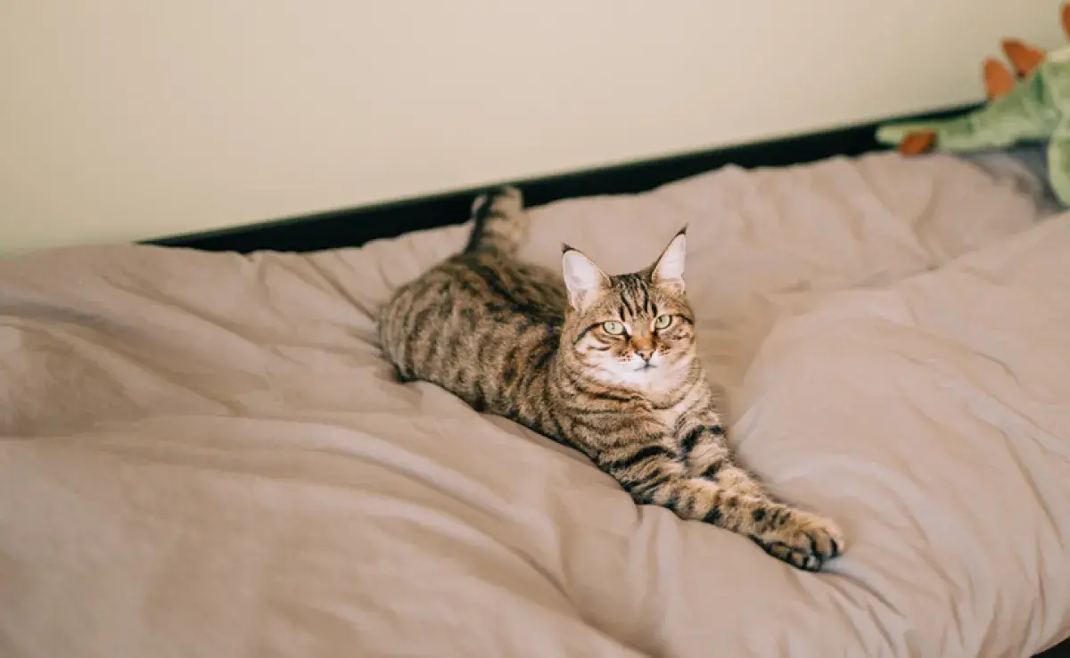 El gato que amasa el pan es algo positivo que demuestra comodidad y felicidad