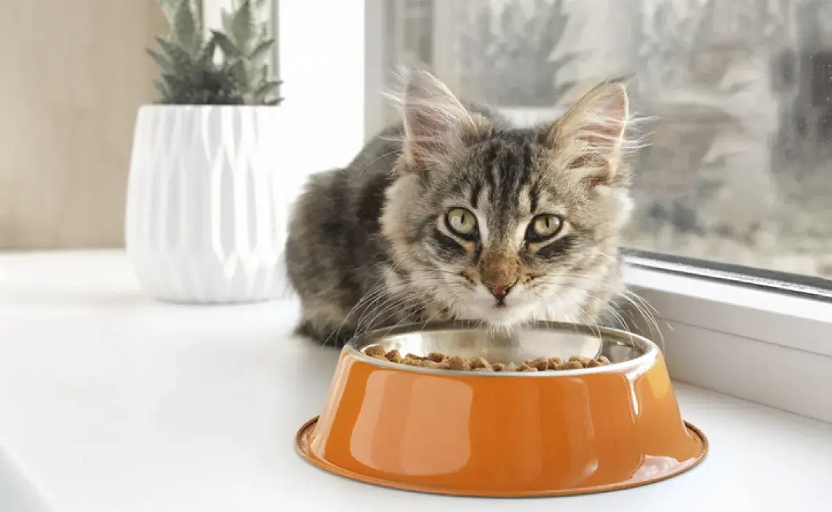 Alimento para gatos: el número de comidas puede variar en función de la edad del gato