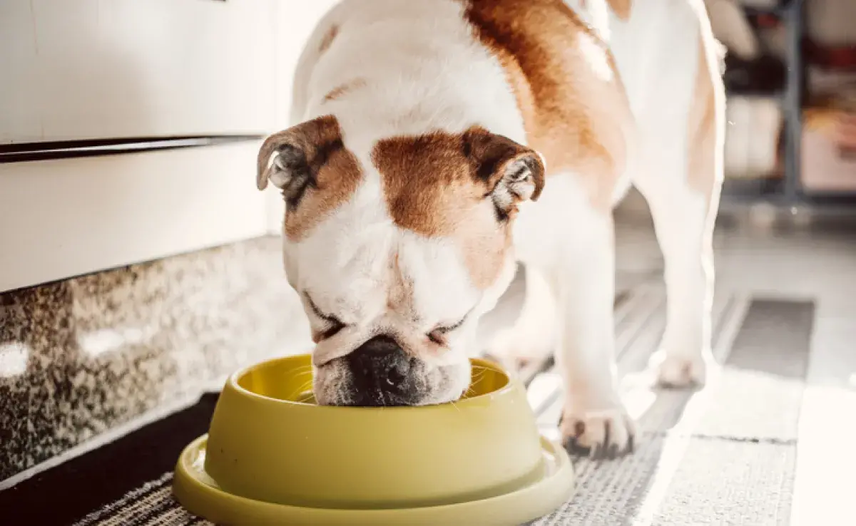 Conoce la diferencia entre el alimento urinario para perros y el alimento para perros con problemas renales