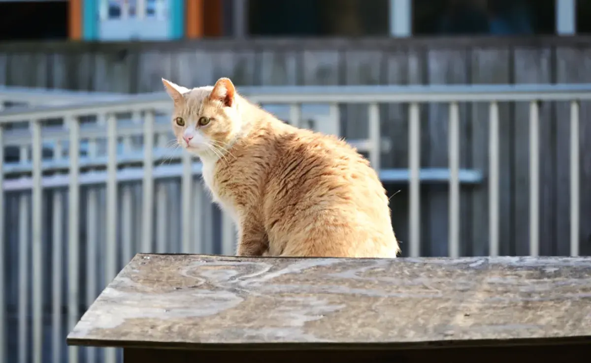 Gato en estro: ¿qué hacer para tranquilizarlo? 