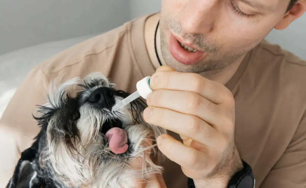 Al igual que los humanos utilizan el metamizol sódico (dipirona), los perros también pueden tomar el fármaco para aliviar el dolor y la fiebre