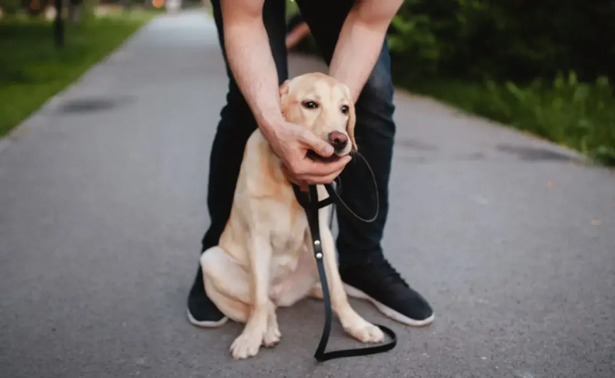 Perro atragantado: descubre cómo solucionar el problema con las recomendaciones de una veterinaria