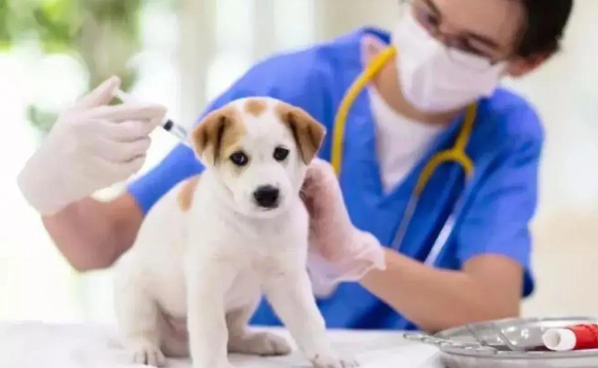 La vacuna para el cachorro es indispensable para cuidar de la salud de tu mascota