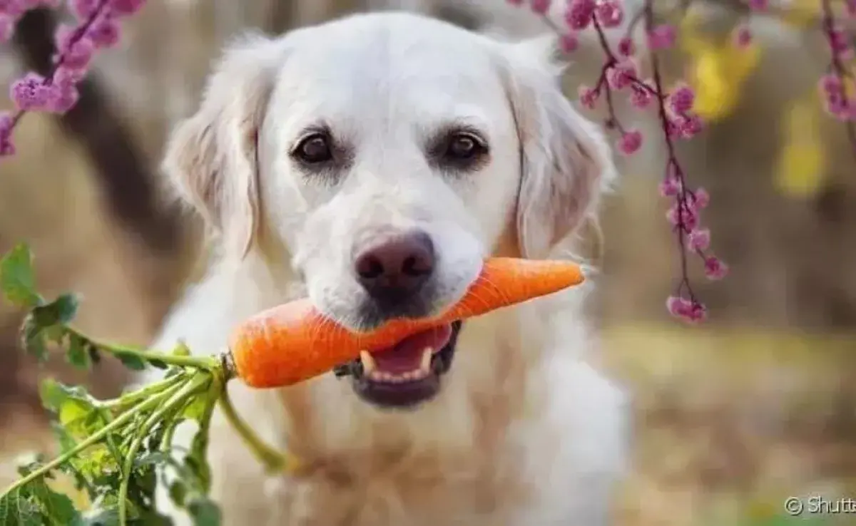 ¡Descubre cuáles son las verduras y vegetales para perro que puedes ofrecerle a tu mascota sin peligro!