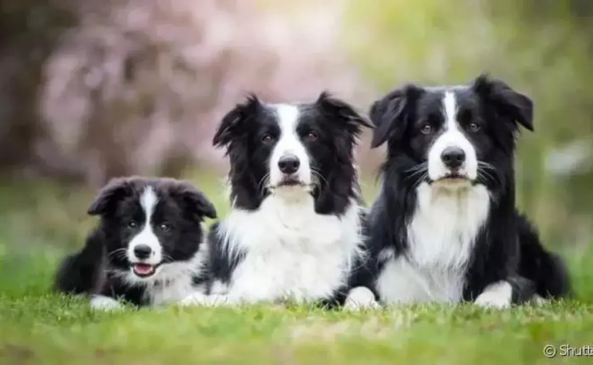 Border Collie es conocido por ser la raza más inteligente del mundo