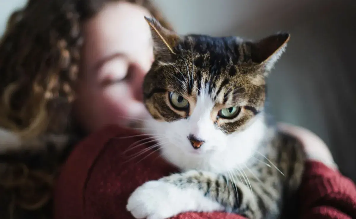 ¿Cómo ven los gatos a sus tutores? ¿Son capaces de reconocerlos? ¡Descúbrelo!