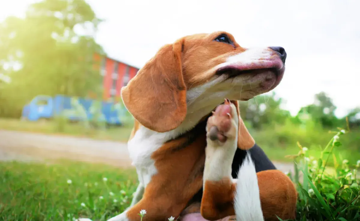 Berna en perro: descubre más sobre el problema dermatológico y la mejor forma de tratarlo