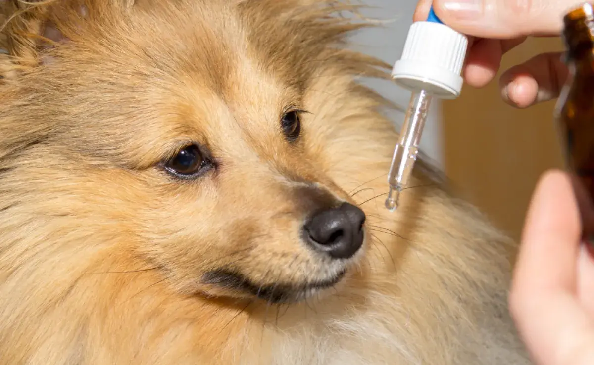 Los tranquilizantes caninos se recomiendan para perros que corren algún tipo de riesgo