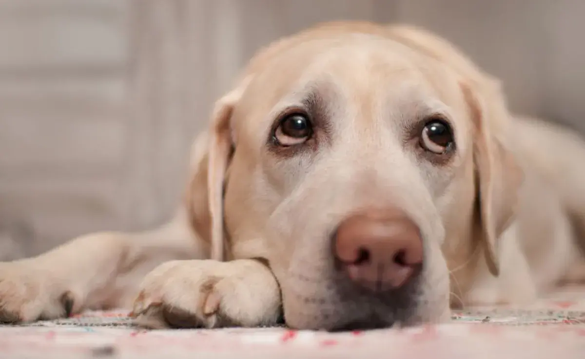 Diarrea con sangre en perro puede ser síntoma de varias enfermedades